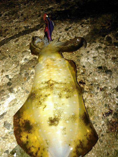 まあまあえーサイズ